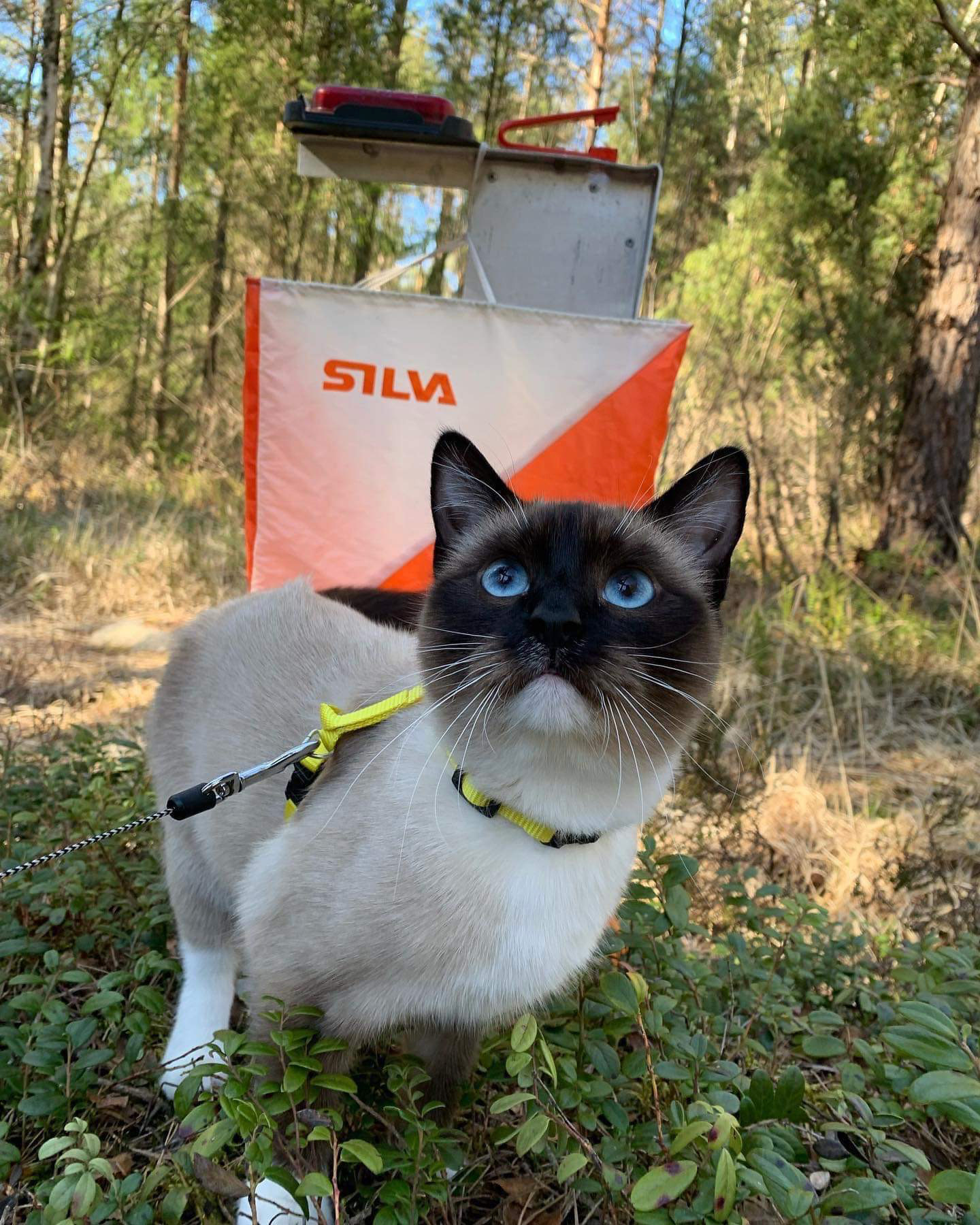 Katt framför orienteringskontroll