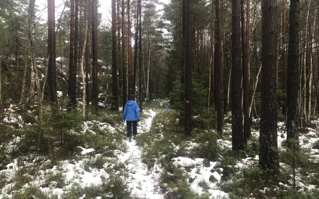 En snöig stig genom skogen och en vandrare i blått.
